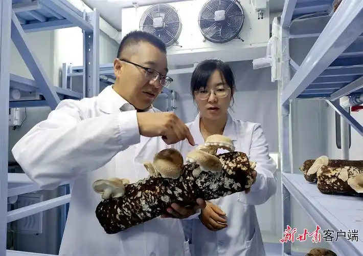 工作人员在食用菌实验室观察香菇生长情况