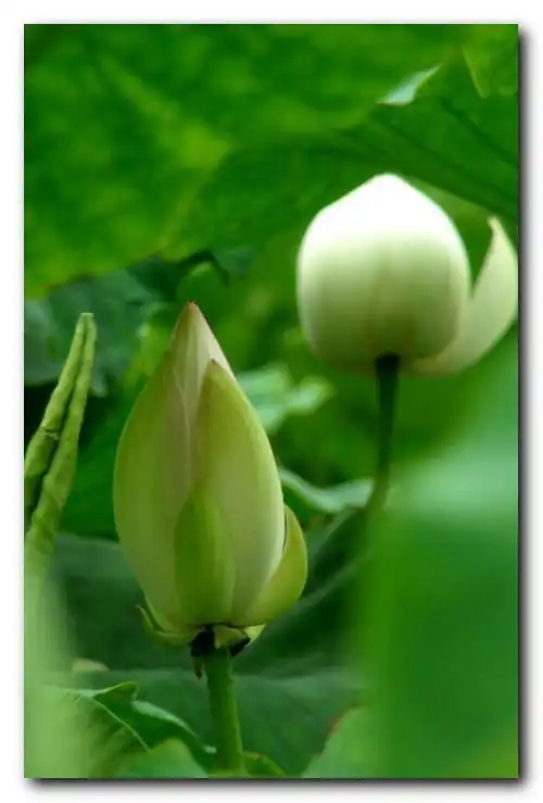 学拍白荷花—花苞篇(20p)