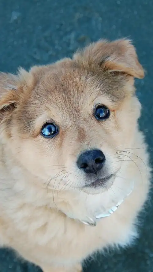 可爱的小狗抬头,眼睛 iphone 壁纸