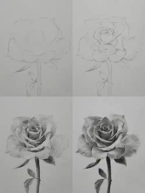 画画  #素描玫瑰花  #玫瑰花  #素描花卉  #绘画教程  #铅笔画