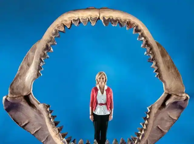 科学家随手捡起一块三角骨原来是300万年前鲨鱼王的牙