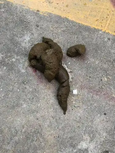 三个月大阿拉斯加拉的便便为什么条状后跟坨状 这是.一早.