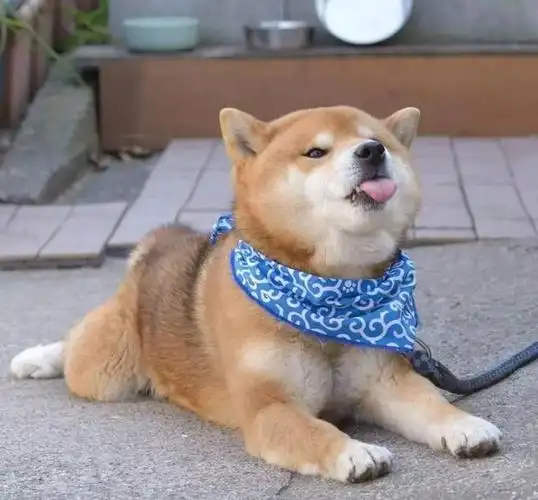 你只知道日本柴犬卖萌可爱, 但你知道它竟然还有这么多种类么?