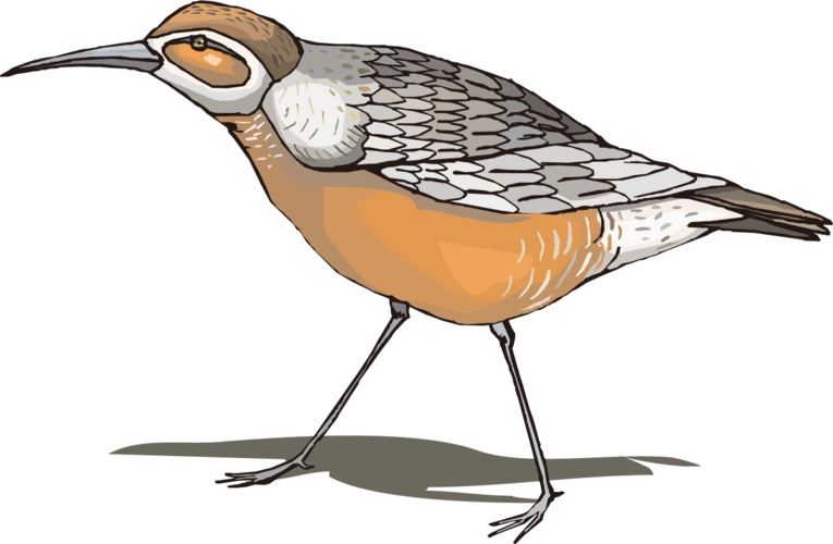 卡通动物 手绘图片大全