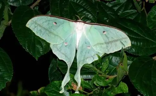 展开全部 长尾水青蛾,,,展翅宽110～130mm.