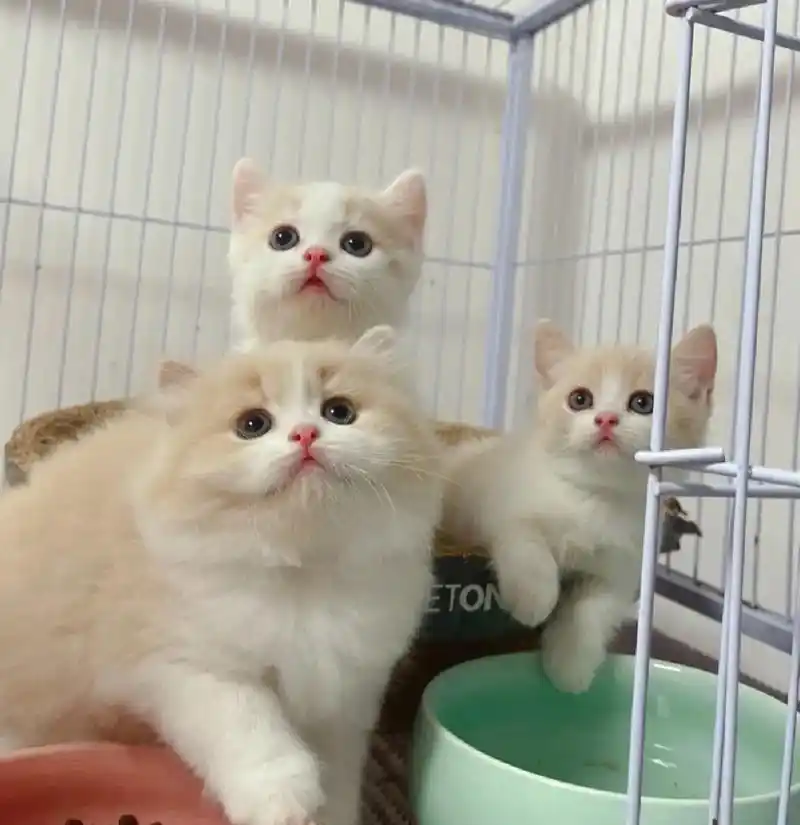英短乳白幼猫宝.纯种英短乳白幼猫宝宝找好人家,公母都有,两个 - 抖音