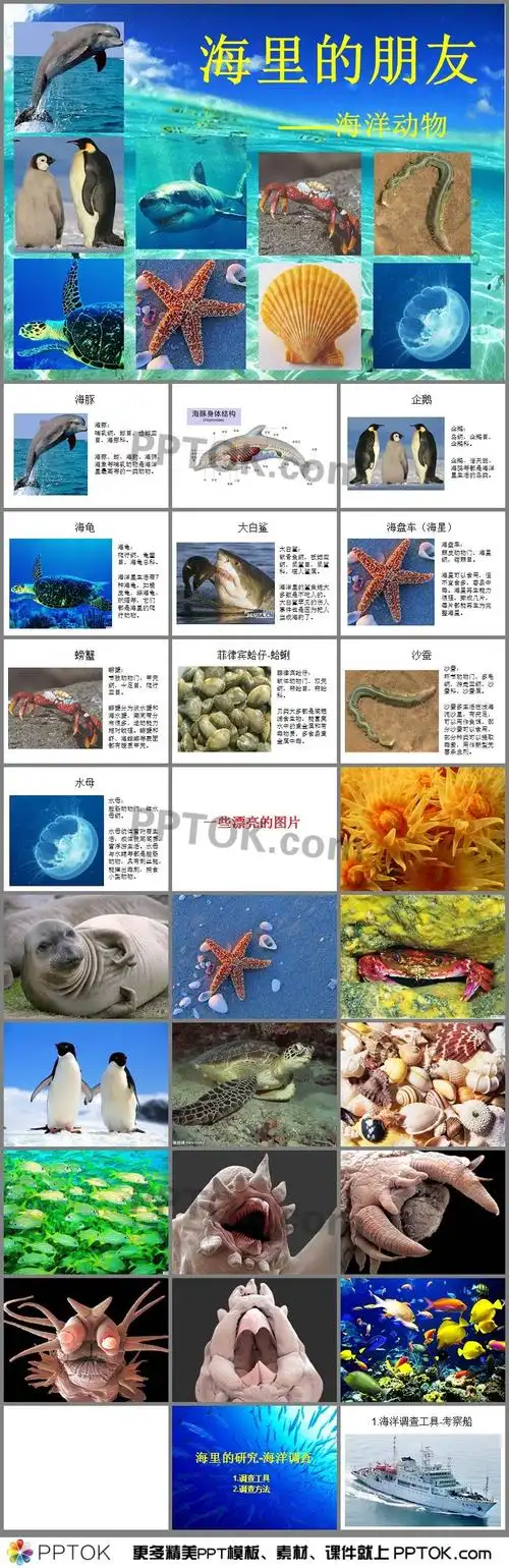 海洋动物ppt模板