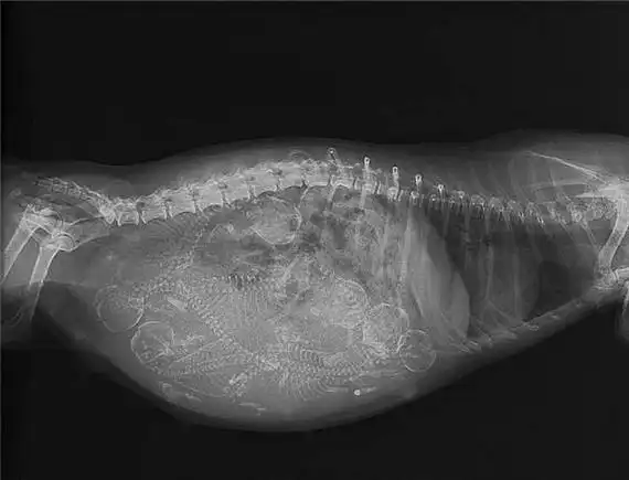 这只怀孕的狗妈妈即将有7个小狗崽出生.
