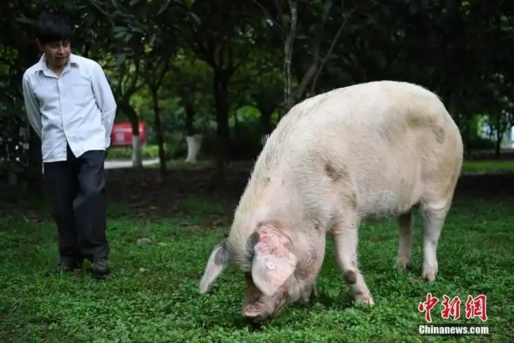 汶川地震猪坚强伤病痊愈恢复每日散步计划