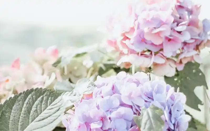 清新养眼的绣球花,高清壁纸图片,鲜花背景-回车桌面