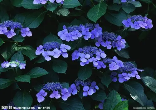 蓝紫色的花图片