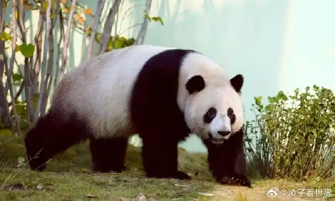 无论去哪个动物园都少不了看大熊猫,憨态可掬的样子非常惹人爱,黑白