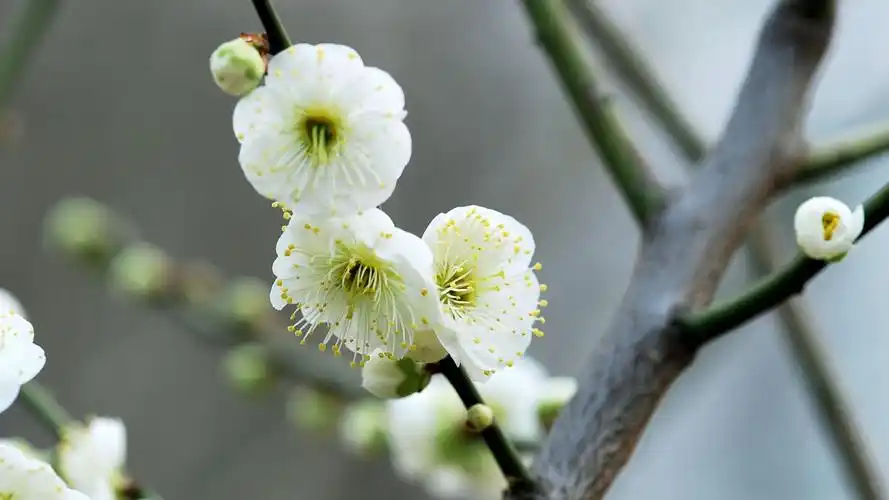 鲜花,鲜花,花卉,电脑壁纸,壁纸绿萼梅