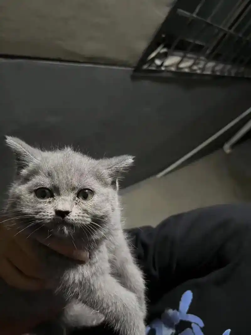 英短2蓝猫  1蓝白    两个月    三只 - 抖音