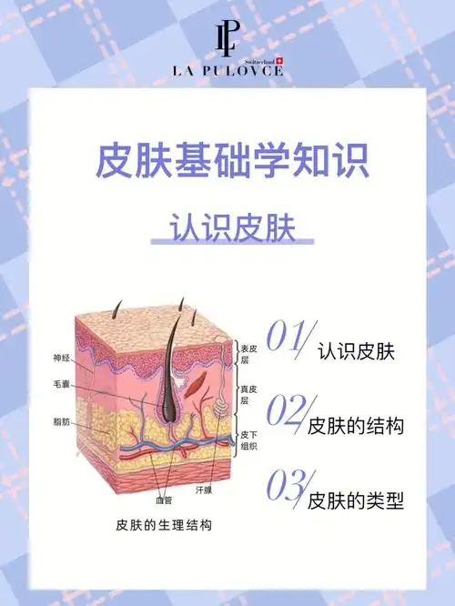 护肤知识认识皮肤了解皮肤结构