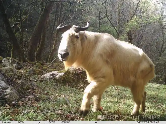 太白山保护区多次拍到野生大熊猫,川金丝猴等动物活动影像
