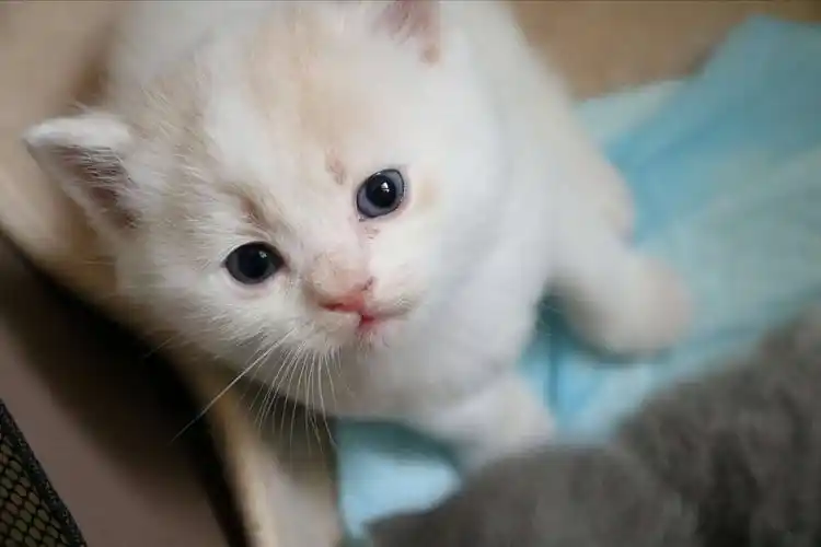 可爱萌宠小奶猫