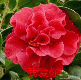 微信花卉动态问候语表情图集