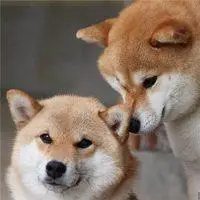 柴狗情侣头像一对两张_微信头像图片大全