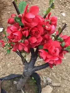 日本红千鸟海棠,千层瓣花红无刺,开花量大花期长