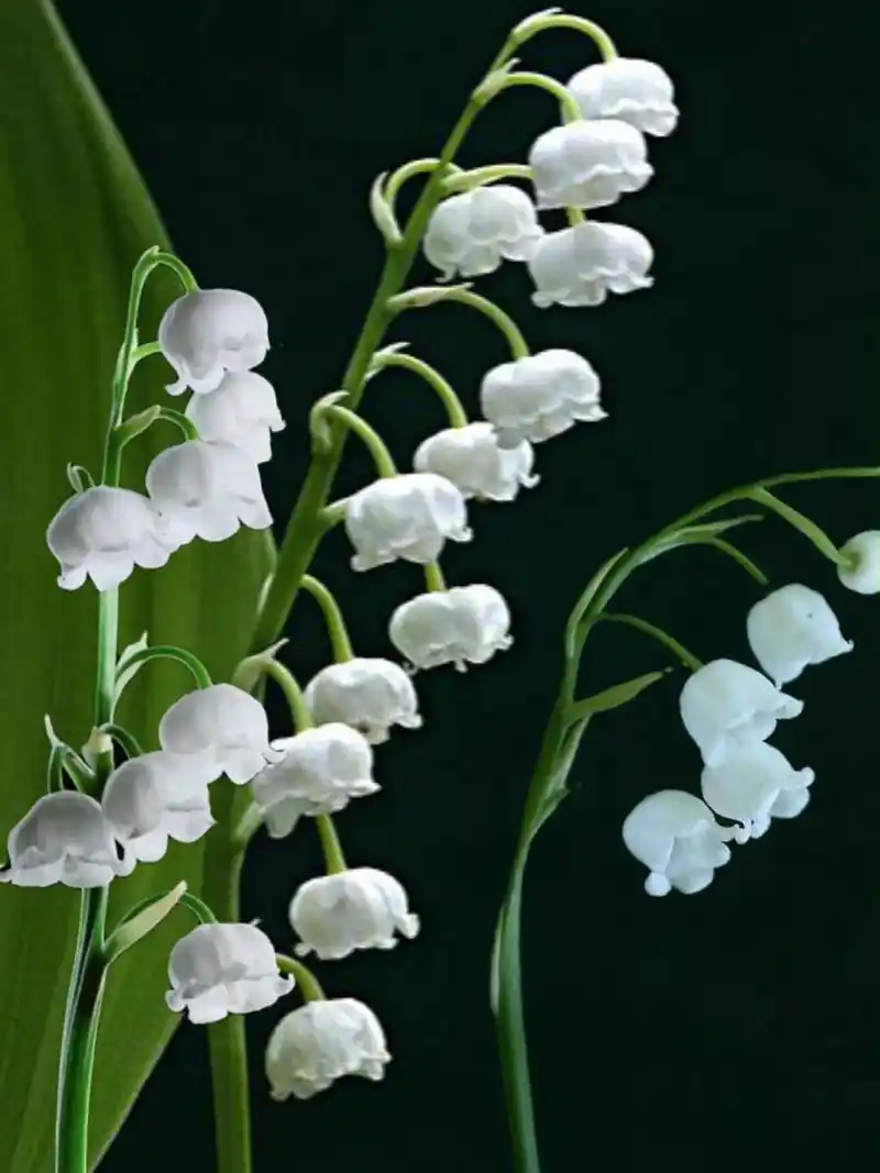 铃兰花的花语你喜欢吗?# 铃兰花 #壁纸#图文计划#抖音图文 - 抖音