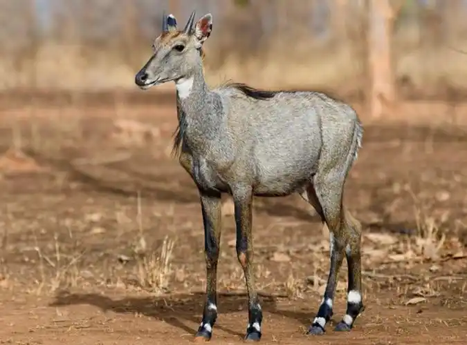 tragelaphus hippelaphus