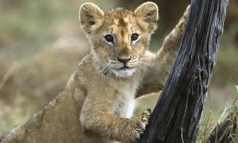 小狮子壁纸和背景