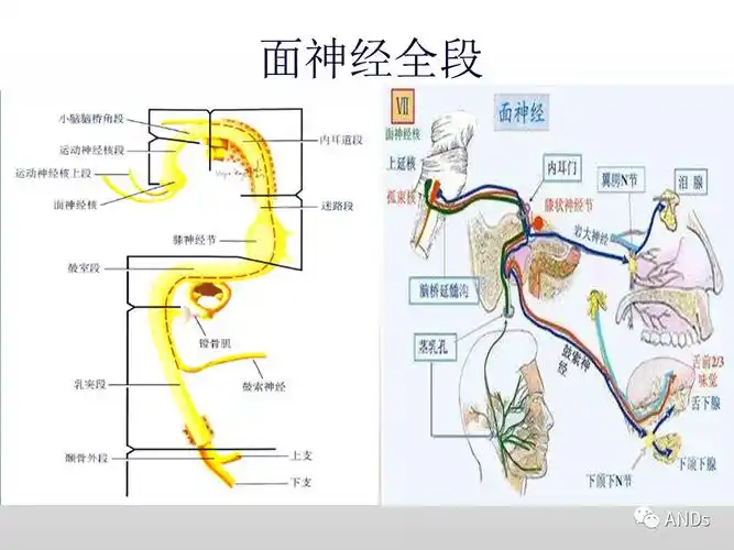 收藏学习|面神经解剖及相关病变_腮腺