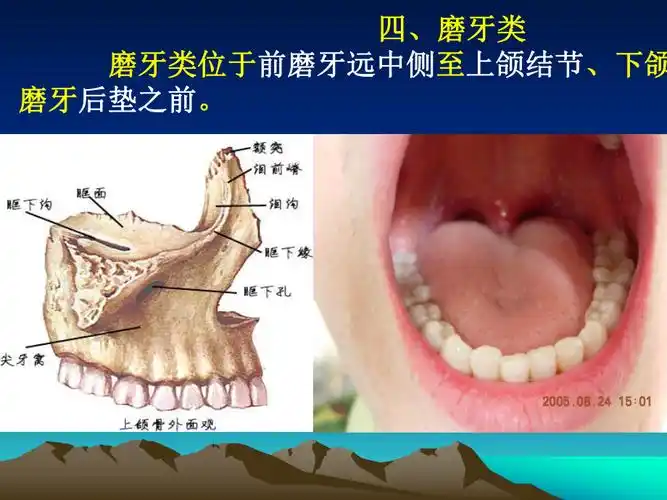上颌磨牙解剖形态ppt课件