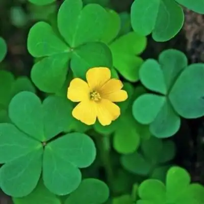 幸运草阳光唯美头像图片高清四叶草微信头像图片幸运草