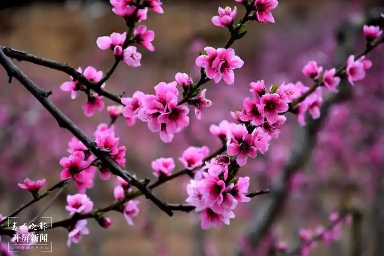 美好生活在云南昭通中营村300亩桃花盛开迎客