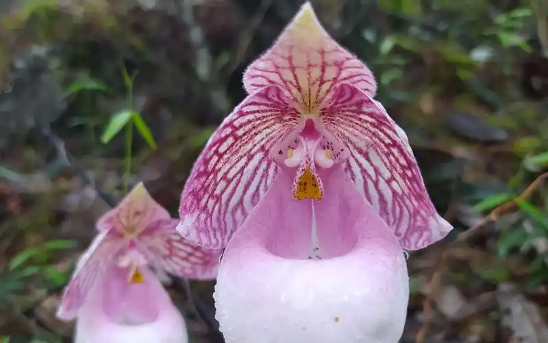 这种奇特的兰花长得漂亮被称为玉女兜兰,野生的云南贵州山上才有
