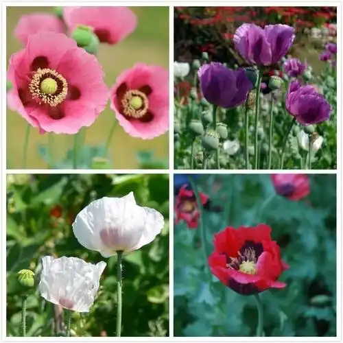 花色各异的罂粟花
