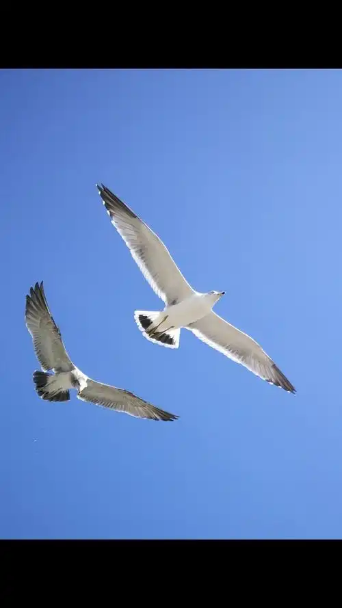 大海之精灵,海鸥蓝天飞