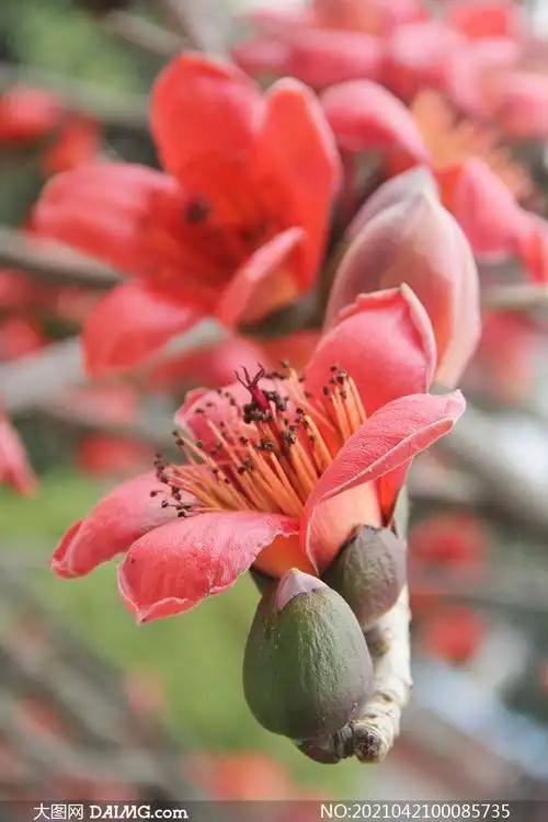 枝头盛开的红色木棉花摄影图片_大图网