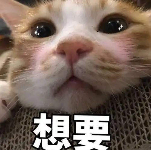 想要(猫咪表情包)