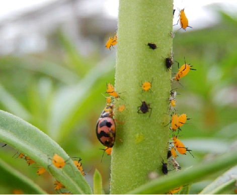 昆虫界"杀手"——天敌昆虫