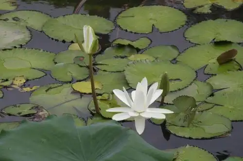 洪湖公园睡莲花