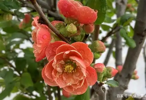 "长寿乐"沂州海棠.花型大,多层,有点小号牡丹的味道.