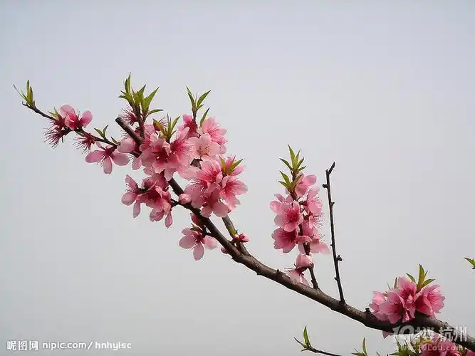 美美的桃花图桃花运啊
