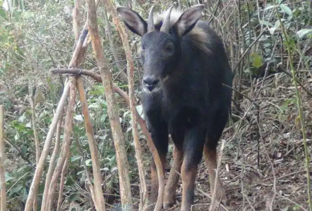 中华鬣羚也叫明鬃羊,俗称"四不像",属牛科,它的角像鹿不是鹿,蹄像牛不