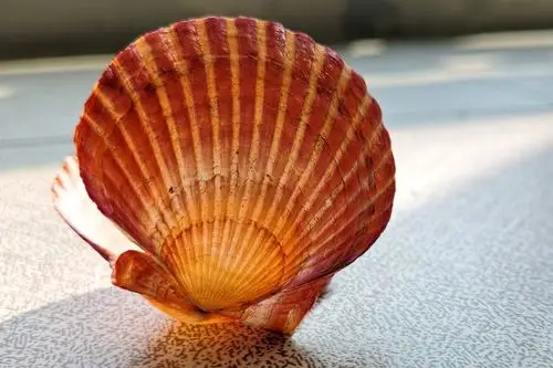 扇贝壳 - 花粉随手拍生活 花粉俱乐部