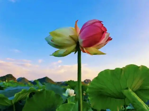 "普者黑"一名,彝语意为鱼虾多的地方,位于云南省文山壮族苗族自治州