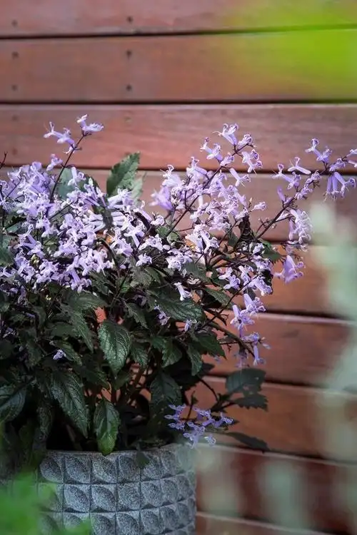 一年有三季在开花的特丽莎香茶菜,两广地区能养,盆栽好打理