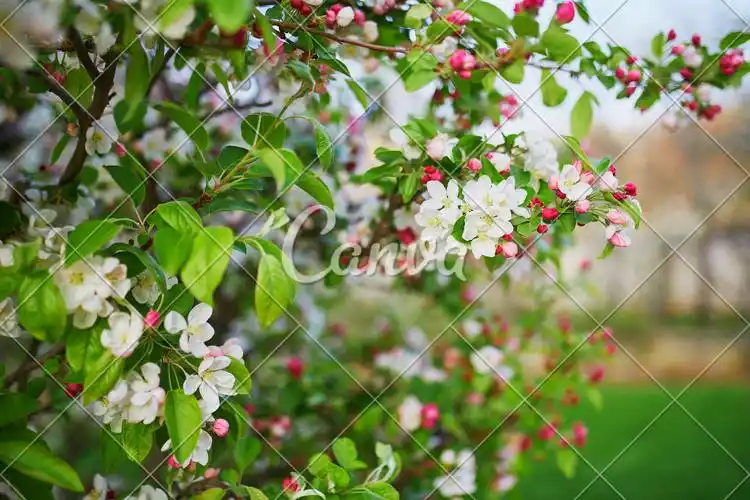 appletreeinfullbloom图片