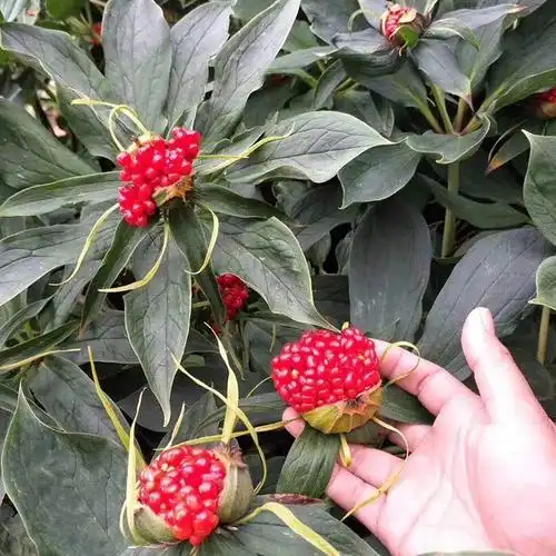 每日中药——蚤休