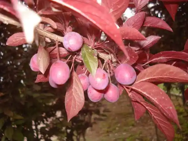 美人梅与红叶李有什么不同多图对比