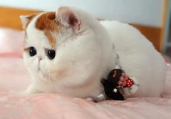 世界上最萌的小猫咪