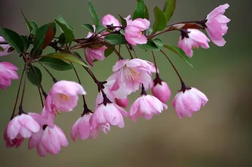 垂丝海棠,怕日嫌风不自持