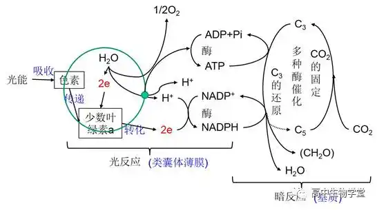 高考生物之光合作用的过程知识点